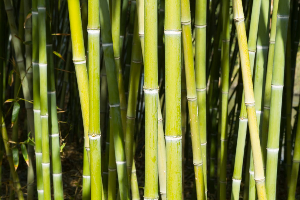 bamboo promotional items